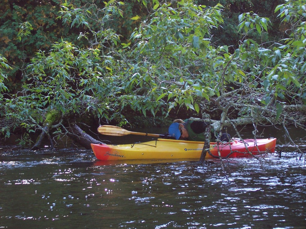 Kayaking around trees on the Pigeon River in Northern Lower Michigan.