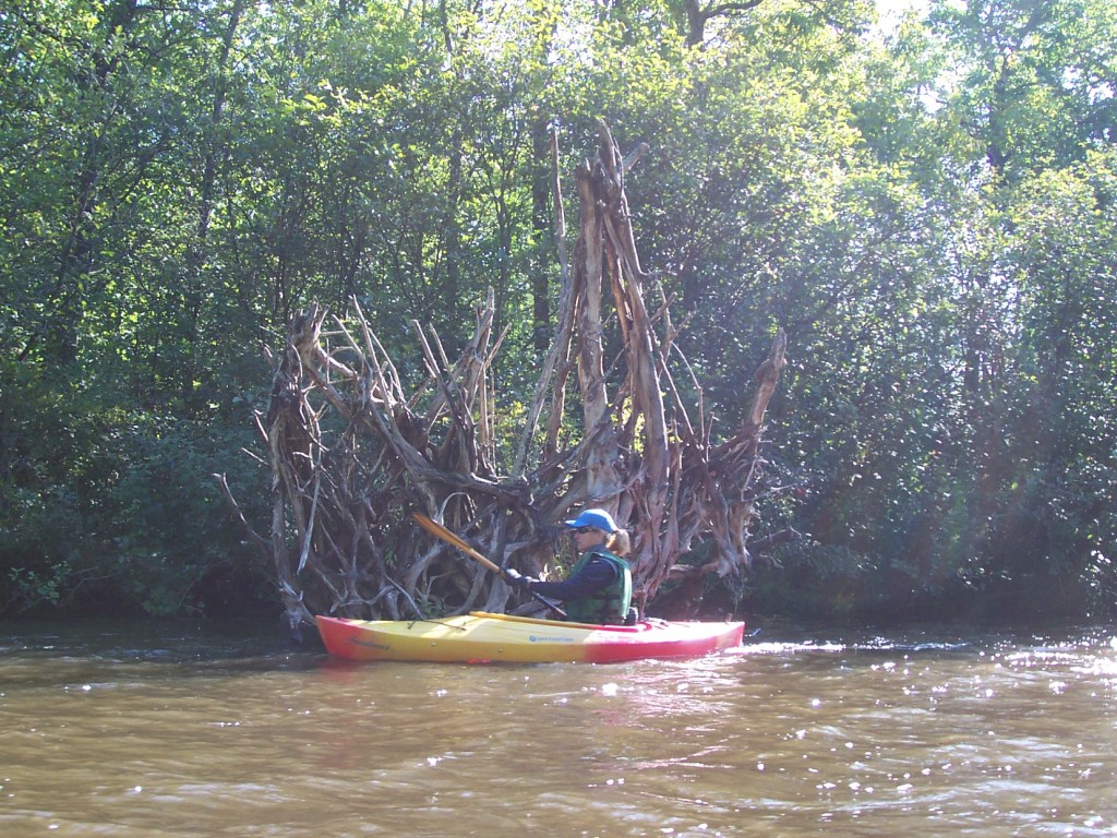 Paddling past the roots of a large tree on the Pigeon River in Michigan's Pigeon River Country State Forest.