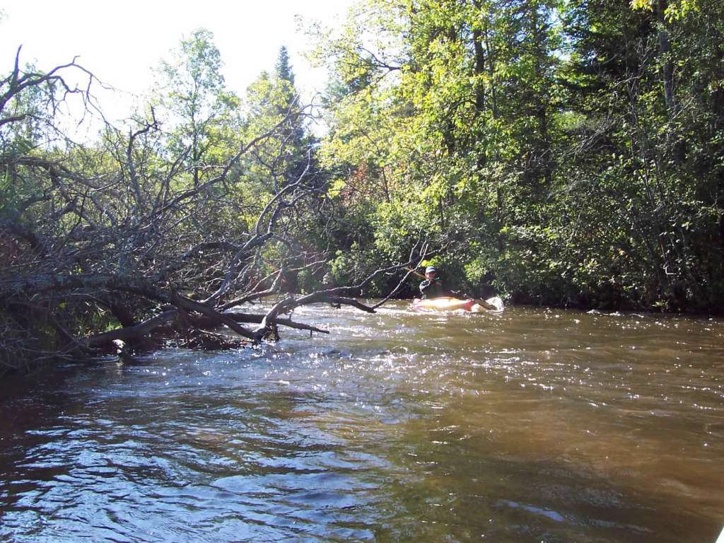 Paddling around deadfall on the Pigeon River, Northern Lower Michigan. 