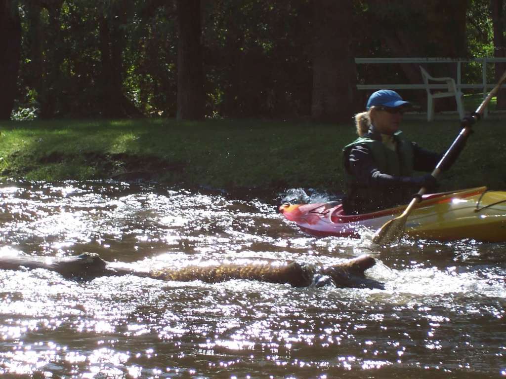 Kayaking around logs on the Pigeon River in Northern Lower Michigan. 