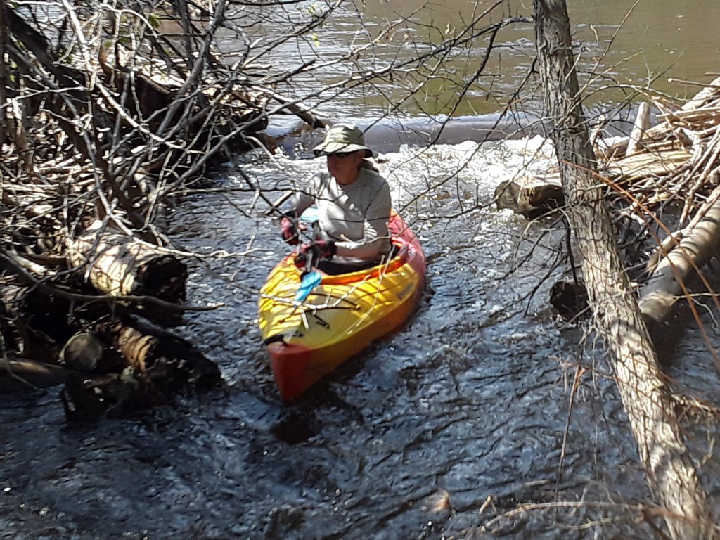 Kayaking around deadfall in the Pigeon River, Pigeon River Country State Forest, Northern Lower Michigan.